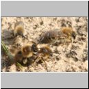 Colletes cunicularius - Weiden-Seidenbiene 06.jpg